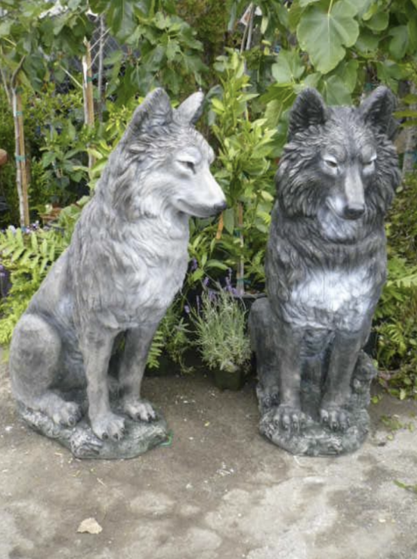 Male Wolf